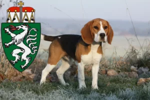 Lire la suite à propos de l’article Éleveurs de beagles et chiots en Styrie