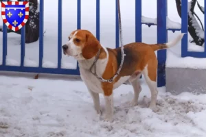 Lire la suite à propos de l’article Eleveurs de Beagle Harrier et chiots en Centre-Val de Loire