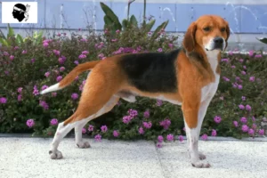 Lire la suite à propos de l’article Eleveurs de Beagle Harrier et chiots en Corse