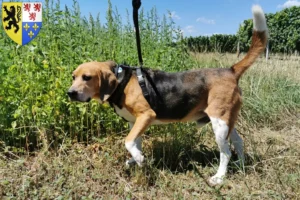 Lire la suite à propos de l’article Eleveurs de Beagle Harrier et chiots en Hauts-de-France