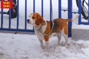 Lire la suite à propos de l’article Eleveurs de Beagle Harrier et chiots en Normandie