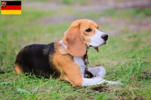 Lire la suite à propos de l’article Eleveurs de Beagle Harrier et chiots en Rhénanie-Palatinat