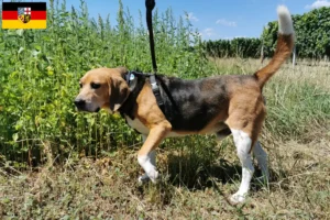 Lire la suite à propos de l’article Eleveurs de Beagle Harrier et chiots en Sarre