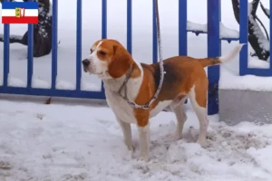 Lire la suite à propos de l’article Eleveurs de Beagle Harrier et chiots en Schleswig-Holstein