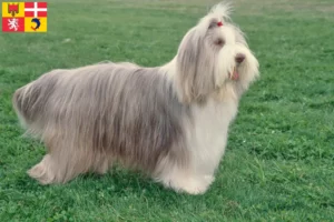 Lire la suite à propos de l’article Éleveurs de Bearded Collie et chiots en Auvergne-Rhône-Alpes