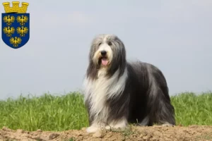 Lire la suite à propos de l’article Éleveurs de Bearded Collie et chiots en Basse-Autriche