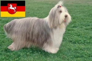 Lire la suite à propos de l’article Éleveurs de Bearded Collie et chiots en Basse-Saxe