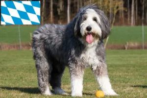 Lire la suite à propos de l’article Éleveurs de Bearded Collie et chiots en Bavière