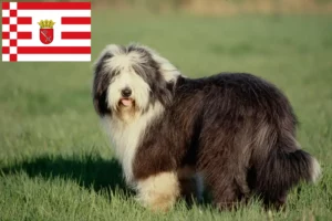 Lire la suite à propos de l’article Éleveurs de Bearded Collie et chiots à Brême