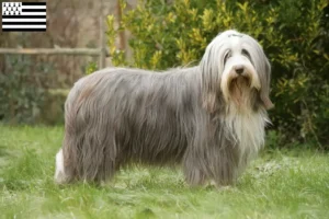 Lire la suite à propos de l’article Éleveurs de Bearded Collie et chiots en Bretagne