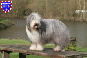 Lire la suite à propos de l’article Éleveurs de Bearded Collie et chiots en Centre-Val de Loire