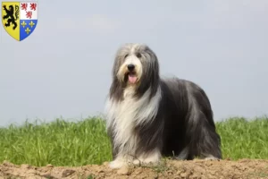 Lire la suite à propos de l’article Éleveurs de Bearded Collie et chiots en Hauts-de-France