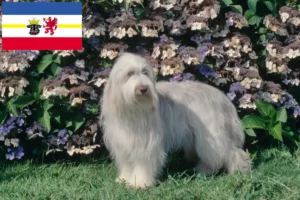 Lire la suite à propos de l’article Éleveurs de Bearded Collie et chiots dans le Mecklembourg-Poméranie occidentale