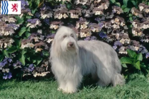 Lire la suite à propos de l’article Éleveurs de Bearded Collie et chiots en Nouvelle-Aquitaine