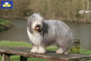 Lire la suite à propos de l’article Éleveurs de Bearded Collie et chiots en Région de Bruxelles-Capitale