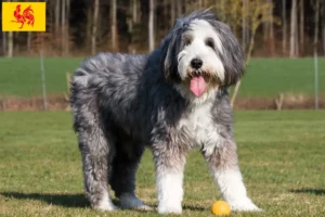 Lire la suite à propos de l’article Éleveurs de Bearded Collie et chiots en Région wallonne