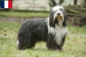 Lire la suite à propos de l’article Éleveurs de Bearded Collie et chiots à la Réunion