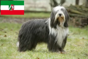 Lire la suite à propos de l’article Éleveurs de Bearded Collie et chiots en Rhénanie-du-Nord-Westphalie