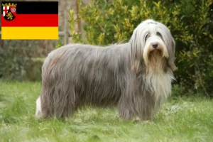 Lire la suite à propos de l’article Éleveurs de Bearded Collie et chiots en Rhénanie-Palatinat