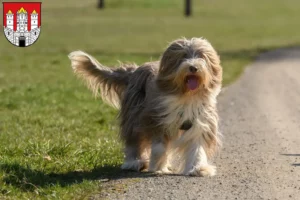 Lire la suite à propos de l’article Éleveurs de Bearded Collie et chiots à Salzbourg