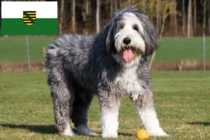 Lire la suite à propos de l’article Éleveurs de Bearded Collie et chiots en Saxe