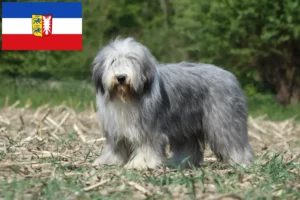 Lire la suite à propos de l’article Éleveurs de Bearded Collie et chiots dans le Schleswig-Holstein