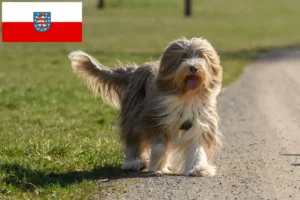 Lire la suite à propos de l’article Éleveurs de Bearded Collie et chiots en Thuringe