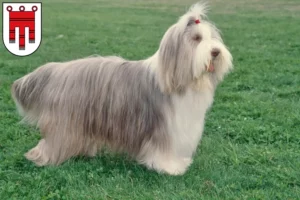 Lire la suite à propos de l’article Éleveurs de Bearded Collie et chiots dans le Vorarlberg