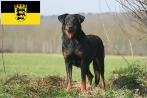 Lire la suite à propos de l’article Éleveurs de Beaucerons et chiots en Baden-Württemberg