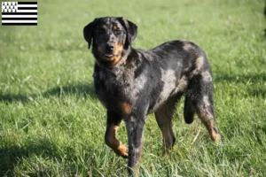 Lire la suite à propos de l’article Éleveurs de Beaucerons et chiots en Bretagne