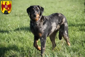 Lire la suite à propos de l’article Éleveurs de Beaucerons et chiots dans le Burgenland