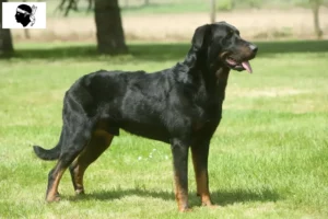 Lire la suite à propos de l’article Éleveurs de Beaucerons et chiots en Corse