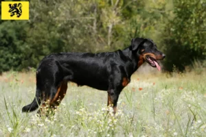 Lire la suite à propos de l’article Éleveurs de Beaucerons et chiots en Flandre