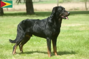 Lire la suite à propos de l’article Éleveurs de Beaucerons et chiots en Guyane