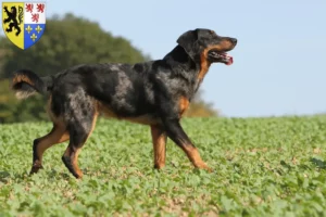 Lire la suite à propos de l’article Éleveurs de Beaucerons et chiots en Hauts-de-France