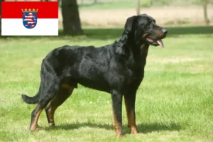 Lire la suite à propos de l’article Éleveurs de Beaucerons et chiots en Hesse