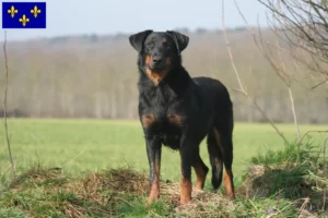 Lire la suite à propos de l’article Éleveurs de Beaucerons et chiots en Île-de-France