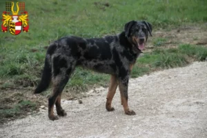 Lire la suite à propos de l’article Éleveurs de Beaucerons et chiots en Carinthie