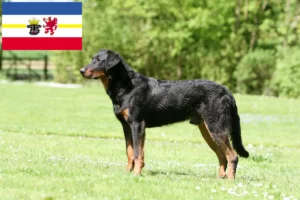 Lire la suite à propos de l’article Éleveurs de Beaucerons et chiots dans le Mecklembourg-Poméranie occidentale