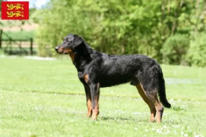 Lire la suite à propos de l’article Éleveurs de Beaucerons et chiots en Normandie