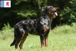 Lire la suite à propos de l’article Éleveurs de Beaucerons et chiots en Nouvelle-Aquitaine