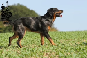 Lire la suite à propos de l’article Éleveurs de Beaucerons et chiots en Nouvelle-Calédonie