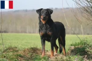 Lire la suite à propos de l’article Éleveurs de Beaucerons et chiots à la Réunion