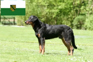 Lire la suite à propos de l’article Éleveurs de Beaucerons et chiots en Saxe