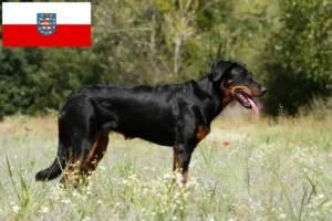 Lire la suite à propos de l’article Éleveurs de Beaucerons et chiots en Thuringe