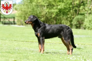 Lire la suite à propos de l’article Éleveurs de Beaucerons et chiots au Tyrol