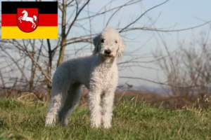 Lire la suite à propos de l’article Bedlington Terrier éleveurs et chiots en Basse-Saxe