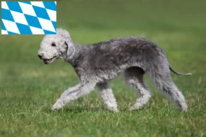 Lire la suite à propos de l’article Éleveurs de Bedlington Terriers et chiots en Bavière