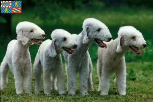 Lire la suite à propos de l’article Éleveurs de Bedlington Terrier et chiots en Bourgogne-Franche-Comté