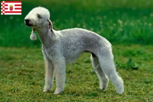 Lire la suite à propos de l’article Éleveurs de Bedlington Terrier et chiots à Brême